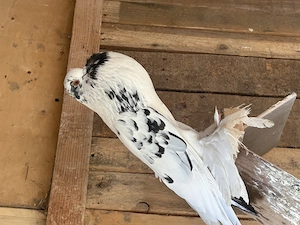 Gușat de pomerania - imagine 3