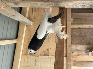 Gusati cehi de vanzare - imagine 4