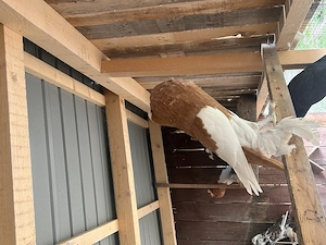 Gusati cehi de vanzare