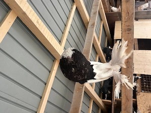 Gusati cehi de vanzare - imagine 5