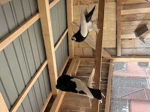 Gusati cehi de vanzare - imagine 3