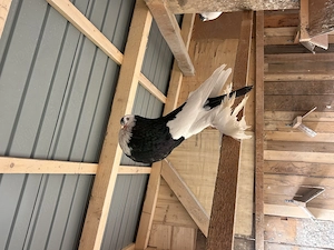 Gusati cehi de vanzare - imagine 2