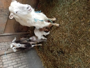 De vazare capre carpatin - imagine 5