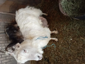 De vazare capre carpatin - imagine 4