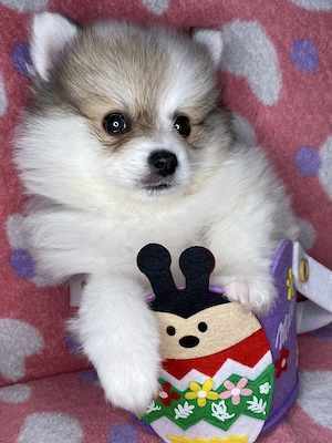  Pui Pomeranian adorabili își caută familie  - imagine 4