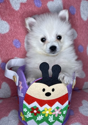  Pui Pomeranian adorabili își caută familie  - imagine 3