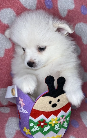  Pui Pomeranian adorabili își caută familie  - imagine 2