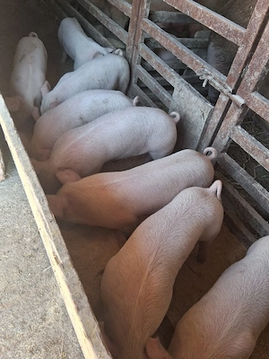 Purcei de vânzare!  - imagine 3