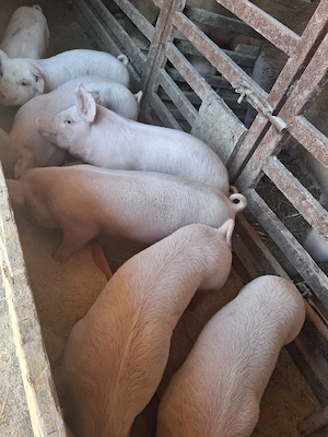 Purcei de vânzare!  - imagine 2