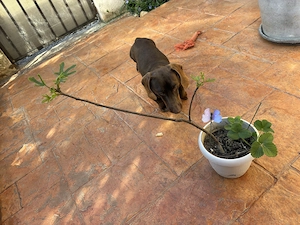 Vand un smochin la ghiveci