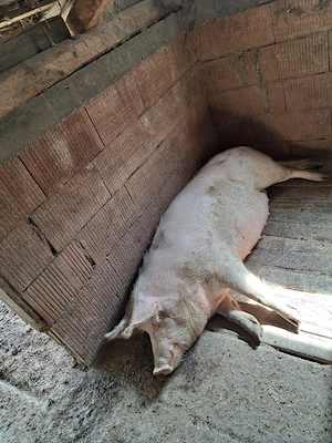 porc de vânzare  - imagine 3