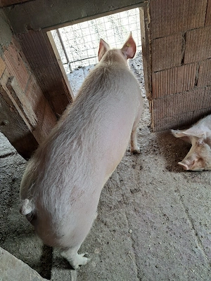 porc de vânzare  - imagine 2