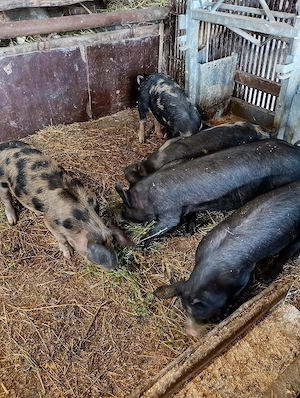 Vand 5 purcei  - imagine 3