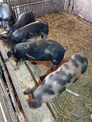 Vand 5 purcei  - imagine 2