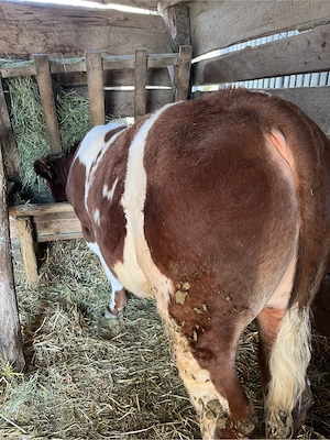 Tauraș de vânzare - imagine 5