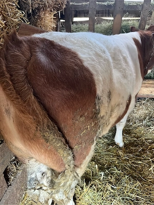 Tauraș de vânzare - imagine 3