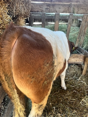 Tauraș de vânzare - imagine 2