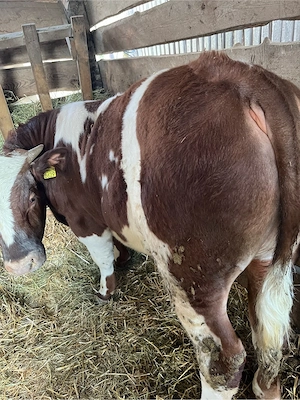 Tauraș de vânzare - imagine 4