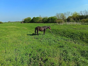 De vânzare iapa in vârsta de 7 ani - imagine 3