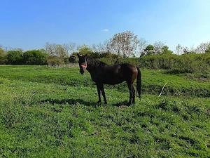 De vânzare iapa in vârsta de 7 ani - imagine 4