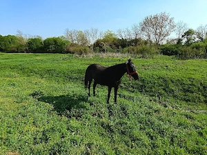De vânzare iapa in vârsta de 7 ani - imagine 5