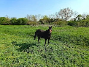 De vânzare iapa in vârsta de 7 ani - imagine 2