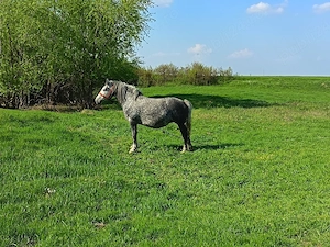 De vânzare iapa in vârsta de 5 ani gestantă sau schimb cu utilaje - imagine 2