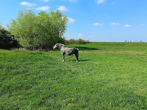 De vânzare iapa in vârsta de 5 ani gestantă sau schimb cu utilaje - imagine 5