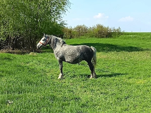 De vânzare iapa in vârsta de 5 ani gestantă sau schimb cu utilaje