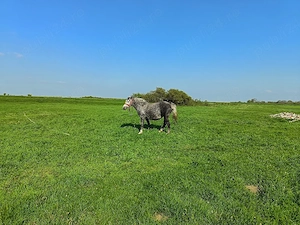 De vânzare iapa in vârsta de 5 ani gestantă sau schimb cu utilaje - imagine 3