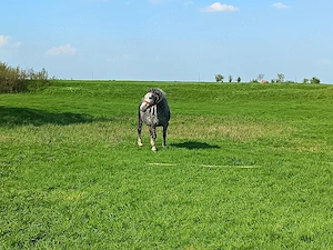 De vânzare iapa in vârsta de 5 ani gestantă sau schimb cu utilaje - imagine 4