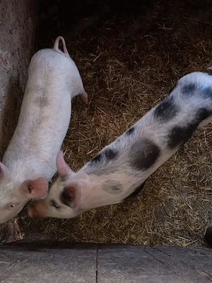 Soldani de vanzare 1500 lei perechea