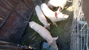 purceii de vanzare - imagine 4