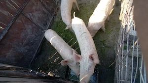 purceii de vanzare - imagine 3