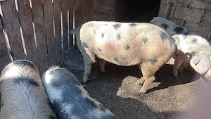 purceii de vanzare - imagine 5