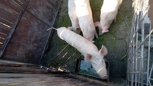 purceii de vanzare - imagine 2