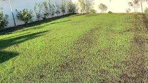 Zugrav, Întrețineri curți, Debarasări, Serios și disponibil rapid 