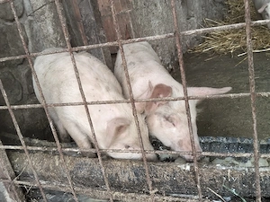 vand purcei de 7 săptămâni  - imagine 5