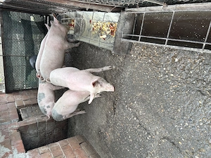 Vând purcei 40-60 kg