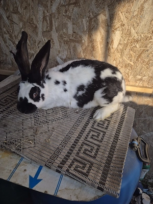 Disponibila femela  - imagine 3