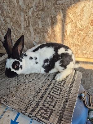 Disponibila femela  - imagine 4