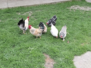 Vand pitice  - imagine 2