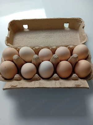 ouă Australorp negru pentru incubare - imagine 2