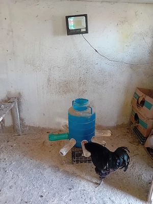 ouă Australorp negru pentru incubare - imagine 5