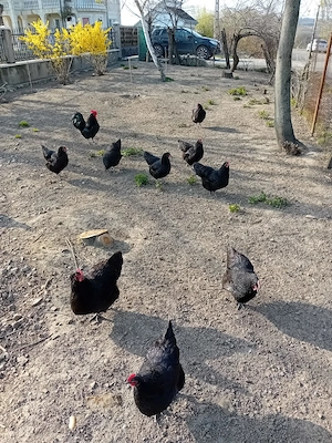 ouă Australorp negru pentru incubare - imagine 4