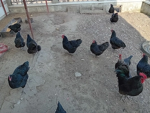 ouă Australorp negru pentru incubare - imagine 3