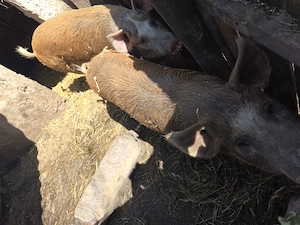 Vând porci 100-120kg - imagine 5