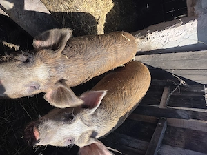 Vând porci 100-120kg - imagine 3