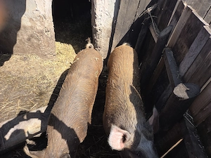 Vând porci 100-120kg - imagine 2