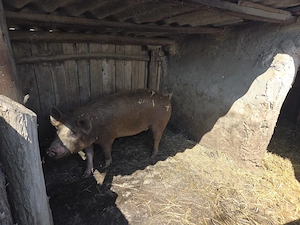 Vând porci 100-120kg